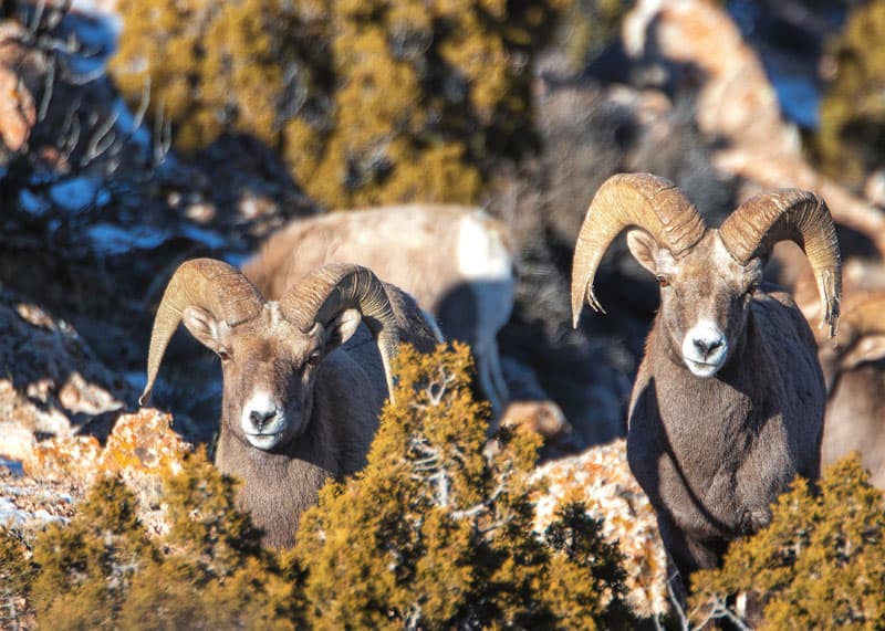 Big horn sheep near Billings montana