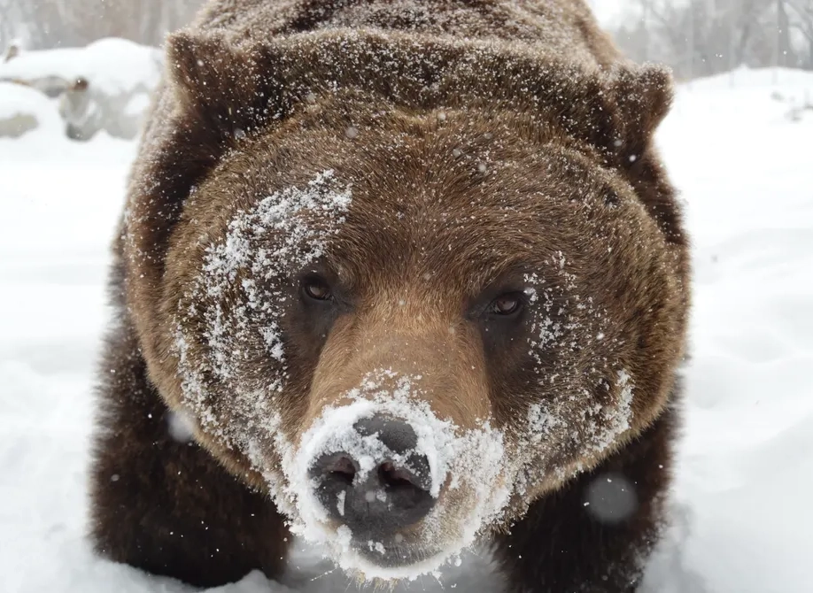 Billings Montana's ZooMontana Bear, Ozzy, in Winter